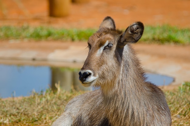 Una hermosa vista de los animales en el Zoológico de Brasilia Brasil