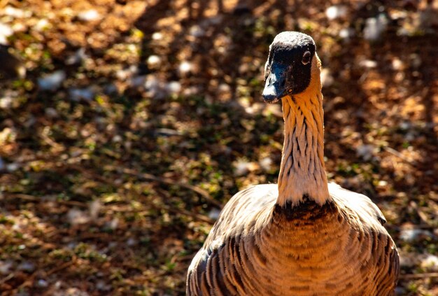 Una hermosa vista de los animales en el Zoológico de Brasilia Brasil