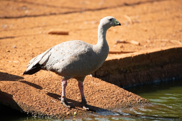 Una hermosa vista de los animales en el Zoológico de Brasilia Brasil