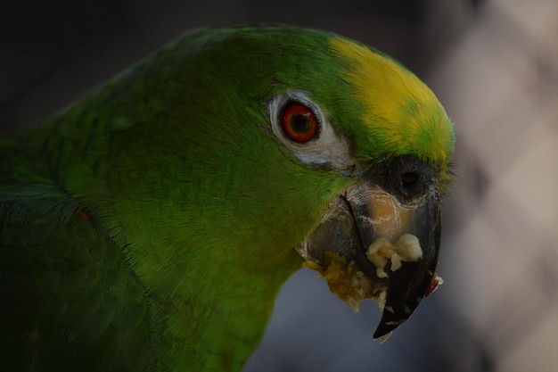 Una hermosa vista de los animales en el Zoológico de Brasilia Brasil