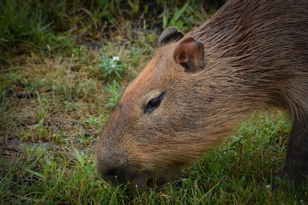 Una hermosa vista de los animales en el Zoológico de Brasilia Brasil