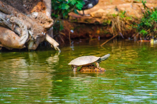 Una hermosa vista de los animales en el Zoológico de Brasilia Brasil