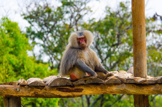 Una hermosa vista de los animales en el Zoológico de Brasilia Brasil