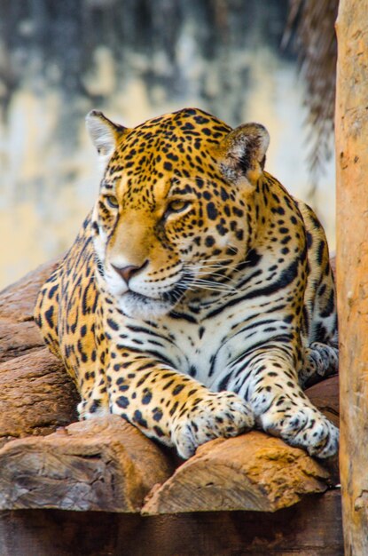 Una hermosa vista de los animales en el Zoológico de Brasilia Brasil