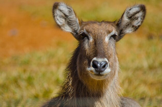 Una hermosa vista de los animales en el Zoológico de Brasilia Brasil