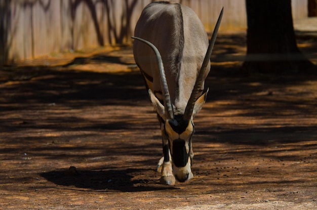 Una hermosa vista de los animales en el Zoológico de Brasilia Brasil