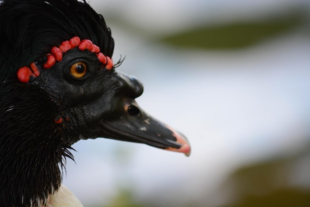 Foto una hermosa vista de los animales en el zoológico de brasilia