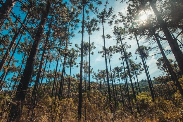 Hermosa vista de los árboles de Araucaria angustifolia en Campos do Jordao