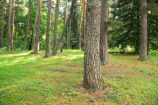 Hermosa vista de los árboles en el bosque verde