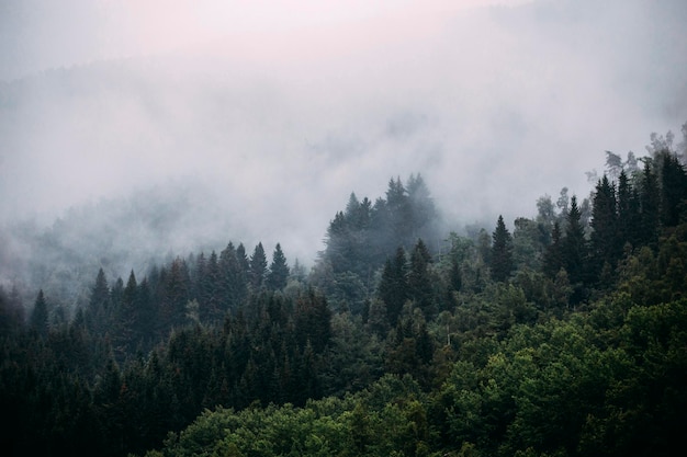 Hermosa vista de un bosque con grandes árboles en un día brumoso