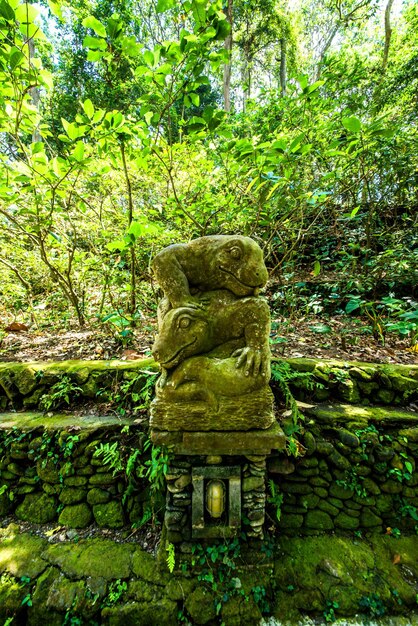 Una hermosa vista del bosque de monos ubicado en Bali Indonesia