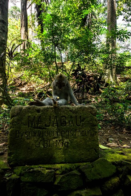 Foto una hermosa vista del bosque de monos ubicado en bali indonesia