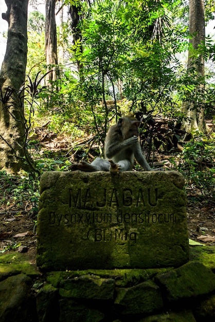 Una hermosa vista del bosque de monos ubicado en Bali Indonesia