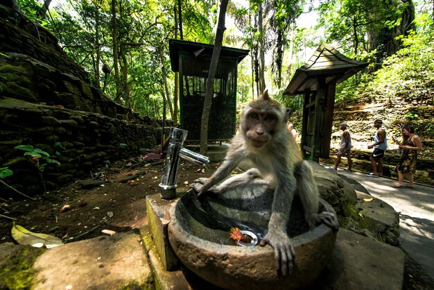 Una hermosa vista del bosque de monos ubicado en Bali Indonesia