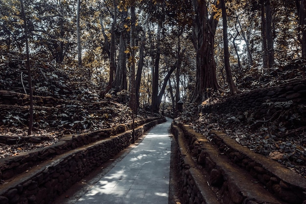 Una hermosa vista del bosque de monos ubicado en Bali Indonesia