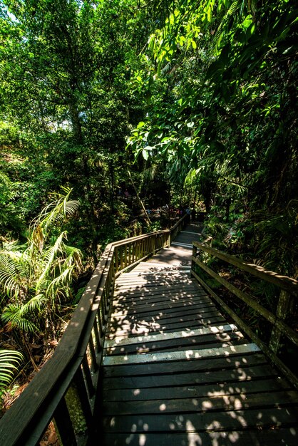 Una hermosa vista del bosque de monos ubicado en Ubud Bali Indonesia