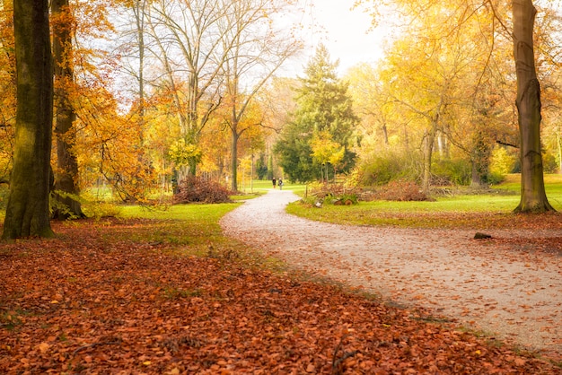 Hermosa vista del bosque en otoño