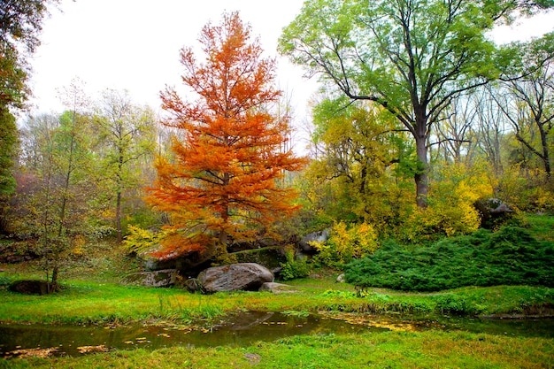 Foto hermosa vista del bosque del parque y bosque de arroyo de montaña