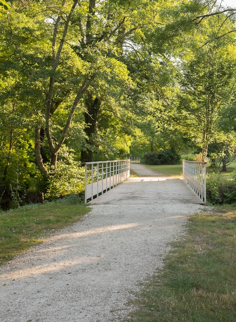 Foto hermosa vista del bosque del parque en la primavera