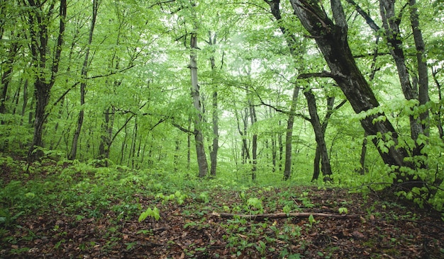 Hermosa vista. Bosque en primavera