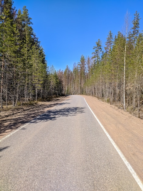 Hermosa vista del camino forestal en un día soleado.