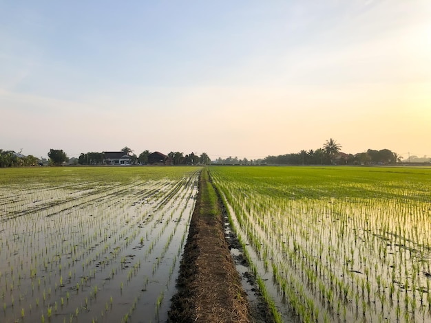 Hermosa vista del campo de arroz durante el amanecer en Malasia Composición de la naturaleza