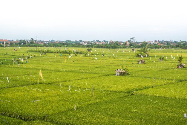 Una hermosa vista del campo de arroz en Bali Indonesia