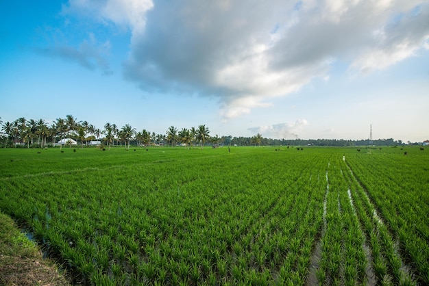 Una hermosa vista del campo de arroz en Bali Indonesia