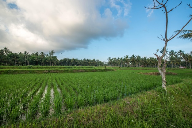 Una hermosa vista del campo de arroz en Bali Indonesia