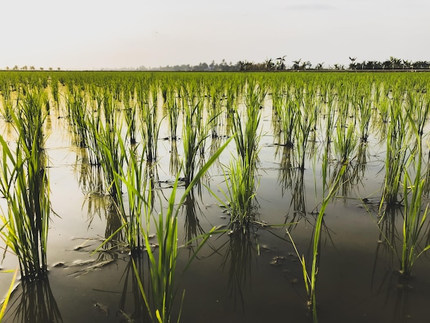 Hermosa vista del campo de arroz en el campo de Malasia Composición de la naturaleza