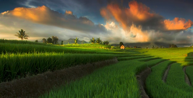 hermosa vista del campo de arroz con cielo increíble