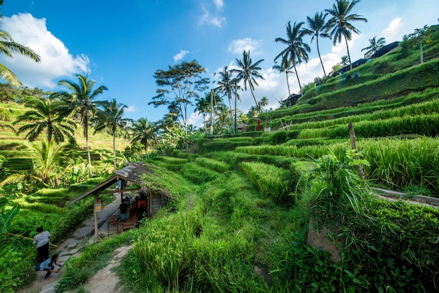 Una hermosa vista del campo de arroz Tegalalang ubicado en Ubud Bali Indonesia