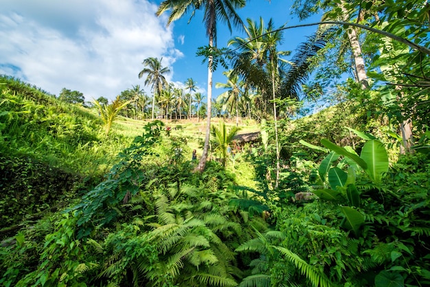 Una hermosa vista del campo de arroz Tegalalang ubicado en Ubud Bali Indonesia