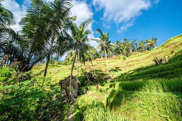 Una hermosa vista del campo de arroz Tegalalang ubicado en Ubud Bali Indonesia