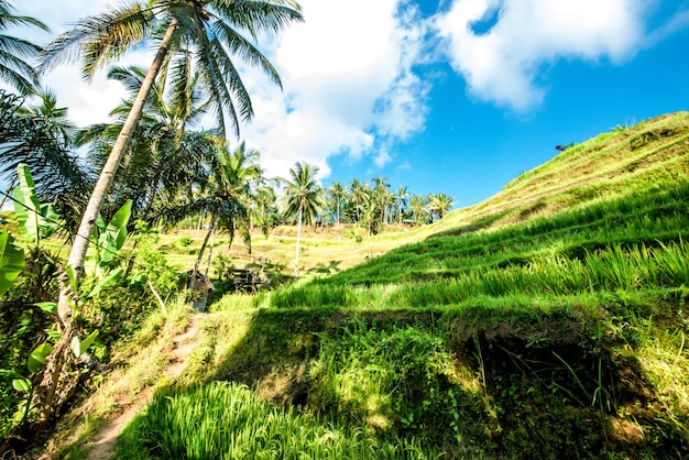 Una hermosa vista del campo de arroz Tegalalang ubicado en Ubud Bali Indonesia