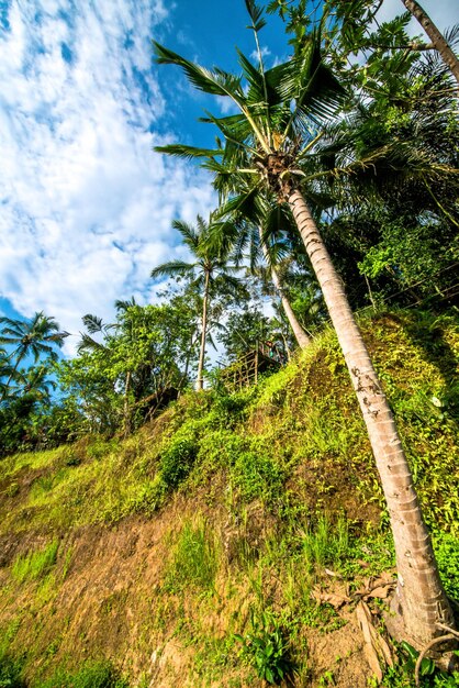 Una hermosa vista del campo de arroz Tegalalang ubicado en Ubud Bali Indonesia