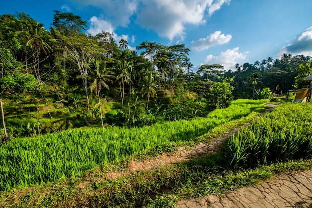 Una hermosa vista del campo de arroz Tegalalang ubicado en Ubud Bali Indonesia