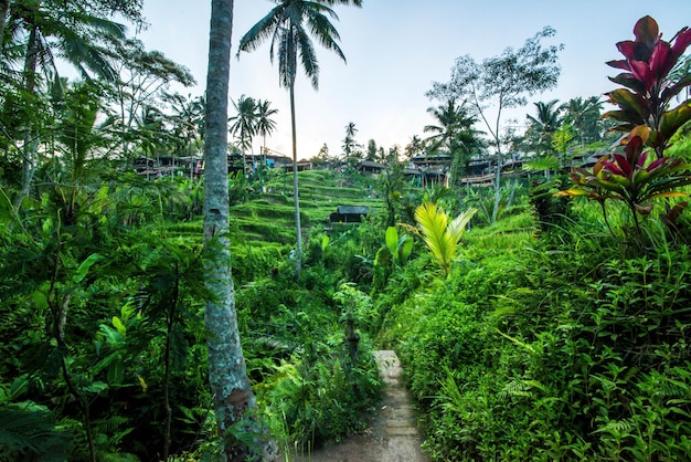 Una hermosa vista del campo de arroz Tegalalang ubicado en Ubud Bali Indonesia