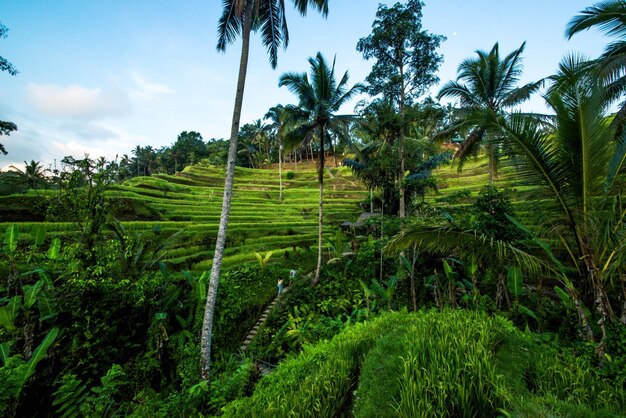 Una hermosa vista del campo de arroz Tegalalang ubicado en Ubud Bali Indonesia