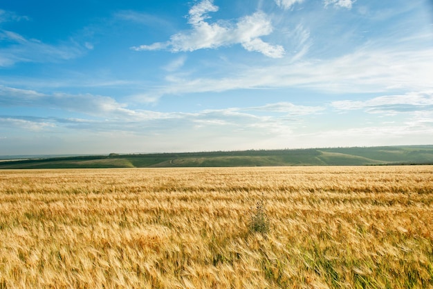 Hermosa vista del campo y cielo azul.