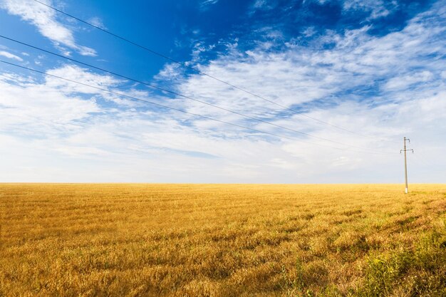 Hermosa vista del campo de espiguillas