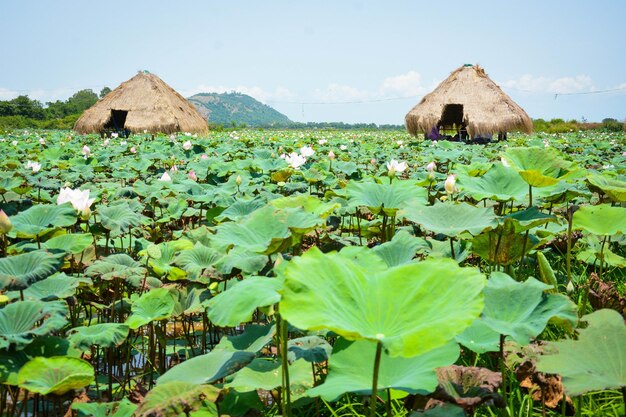 Una hermosa vista del campo de flores de loto ubicado en Siem Reap Camboya