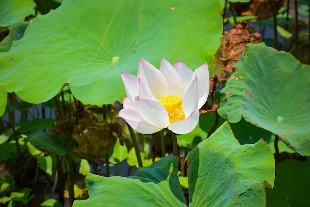 Una hermosa vista del campo de flores de loto ubicado en Siem Reap Camboya