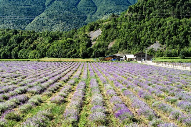 Hermosa vista de un campo de lavanda en Demonte, Alpes del Piamonte, Italia