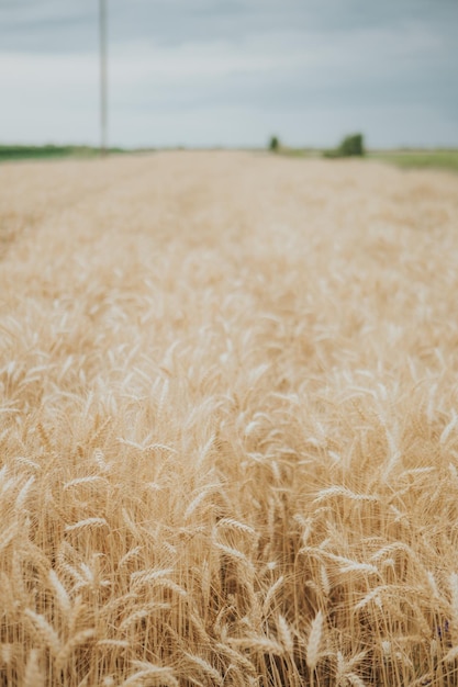 Hermosa vista de un campo de trigo dorado