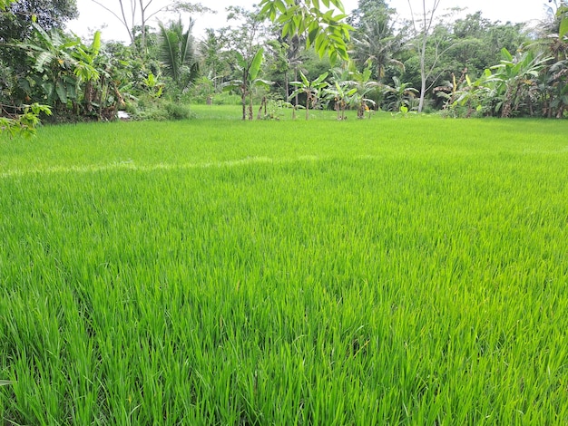 Hermosa vista de los campos de arroz en el campo