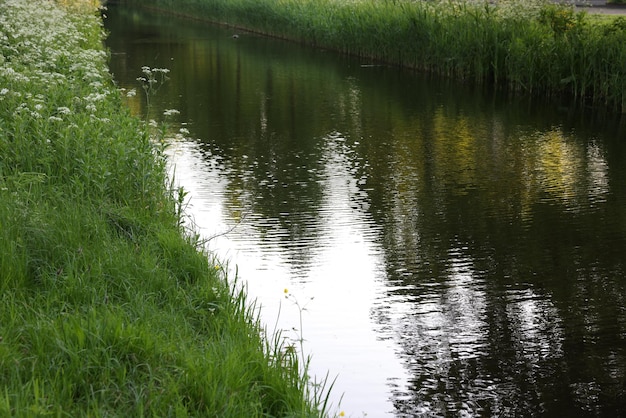 Hermosa vista del canal con juncos verdes al aire libre