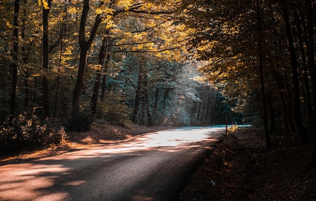 Hermosa vista de una carretera de un solo carril con rayos de sol rompiendo las ramas de los árboles de otoño