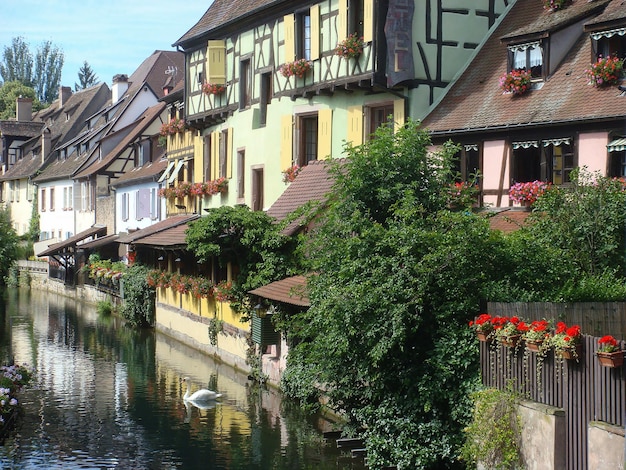 Hermosa vista del casco antiguo del río y el cisne blanco en un día de verano Kolmar Francia