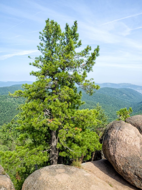 Hermosa vista del cedro siberiano que crece entre las rocas